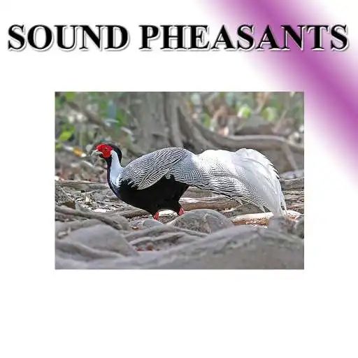 Play Pheasant phonetically APK