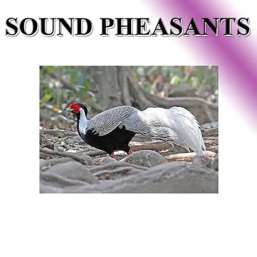 Play Pheasant phonetically  and enjoy Pheasant phonetically with UptoPlay