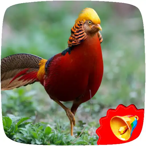 Play Pheasant Sounds APK Play Pheasant Sounds APK