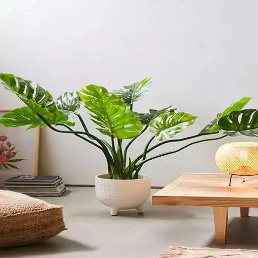 Play Philodendron Ornamental Plant Guide APK Play Philodendron Ornamental Plant Guide APK