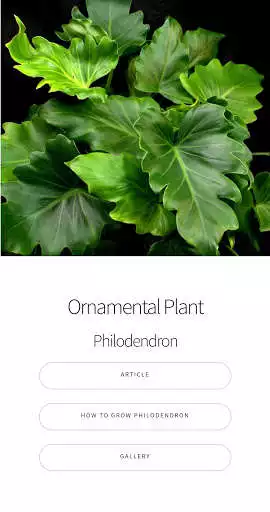 Play Philodendron Ornamental Plant Guide  and enjoy Philodendron Ornamental Plant Guide with UptoPlay