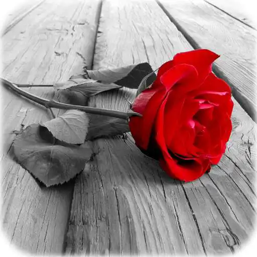Play Photo Art - Color Effects APK Play Photo Art - Color Effects APK