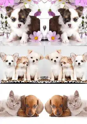 Play Photo Effect Mirror Grid