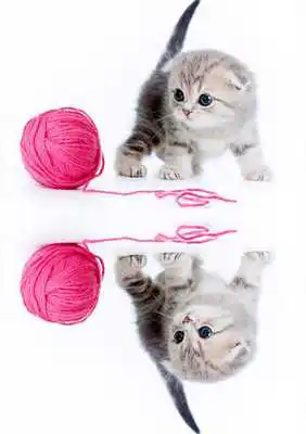 Play Photo Effect Mirror Grid