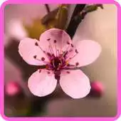 Free play online Photo Frame Sakura Flower APK