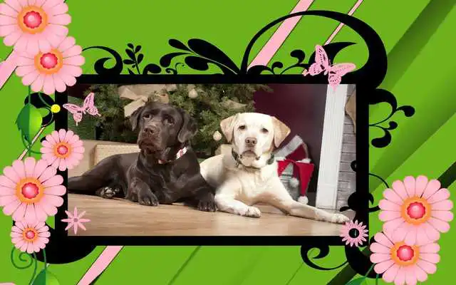 Play Photo Frames-Flowers Brilliant Play Photo Frames-Flowers Brilliant