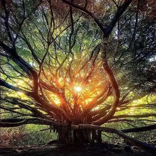 Play Photographs, effects, beauty APK Play Photographs, effects, beauty APK