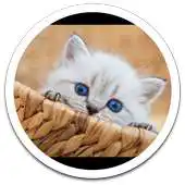 Free play online Photos Kitten Live Wallpaper APK Free play online Photos Kitten Live Wallpaper APK