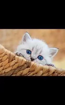 Play Photos Kitten Live Wallpaper