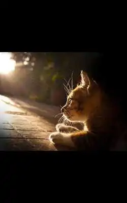 Play Photos Kitten Live Wallpaper