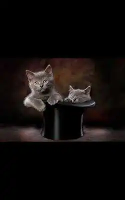 Play Photos Kitten Live Wallpaper