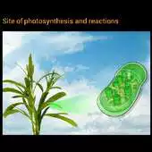 Free play online Photosynthesis reactions APK Free play online Photosynthesis reactions APK