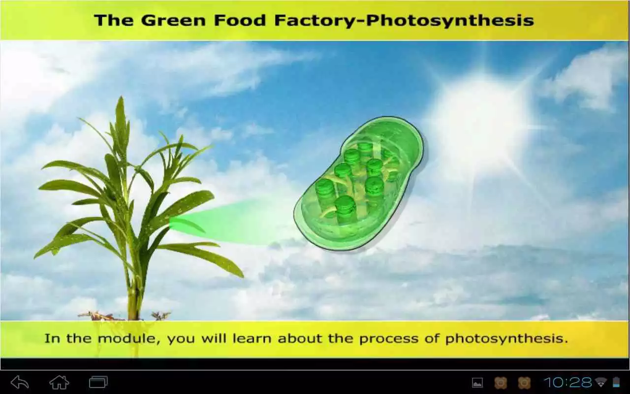 Play Photosynthesis  reactions