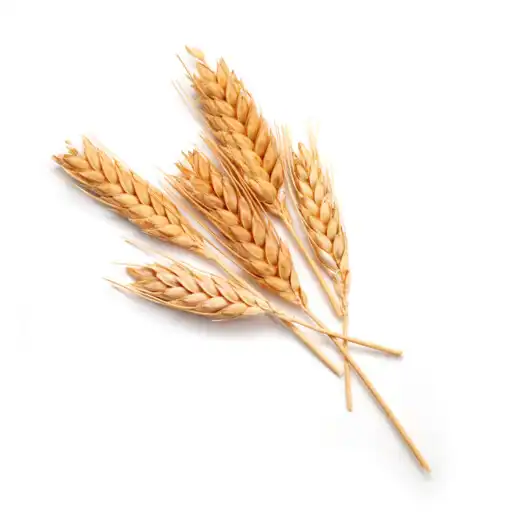 Play Phule Wheat APK Play Phule Wheat APK