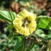 Free play online Physalis Pubescens Wallpaper APK