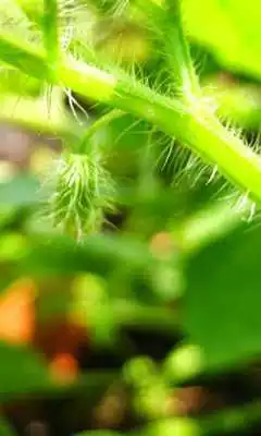 Play Physalis Pubescens Wallpaper