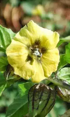 Play Physalis Pubescens Wallpaper