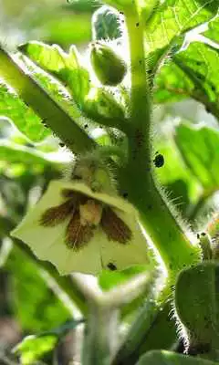 Play Physalis Pubescens Wallpaper