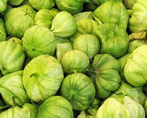 Play Physalis Pubescens Wallpaper