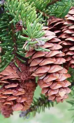 Play Picea Wallpaper