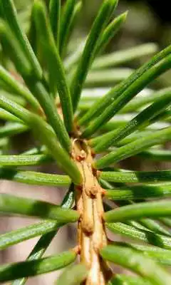 Play Picea Wallpaper