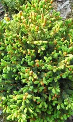 Play Picea Wallpaper