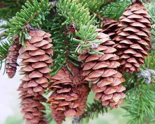 Play Picea Wallpaper