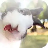 Free play online Picfun-Funny Pictures APK