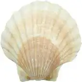 Free play online Pick A Shell APK