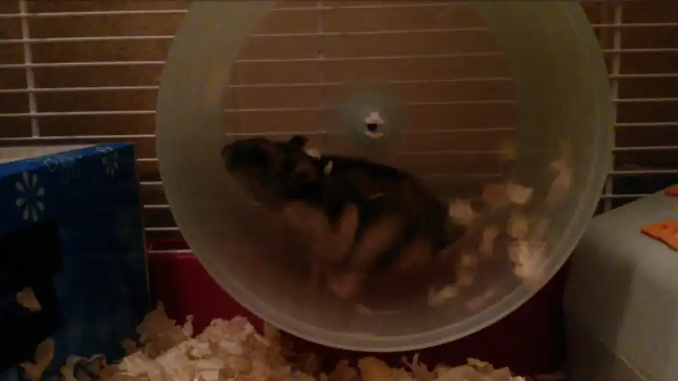 Play Picúr as an online game Picúr with UptoPlay