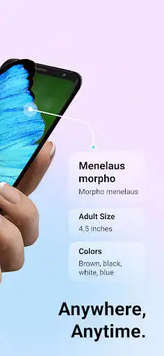 Play Picture Insect Spider ID as an online game online Picture Insect Spider ID with UptoPlay Play Picture Insect Spider ID as an online game Picture Insect Spider ID with UptoPlay