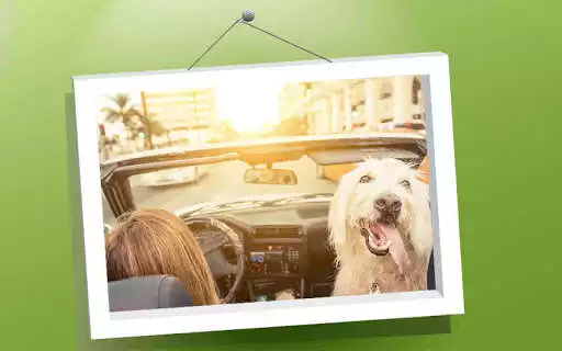 Play Picture Puzzle: Dogs