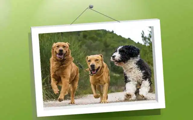 Play Picture Puzzle: Dogs