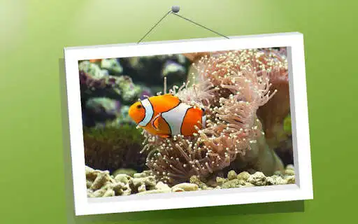 Play Picture Puzzle: Fishes  and enjoy Picture Puzzle: Fishes with UptoPlay