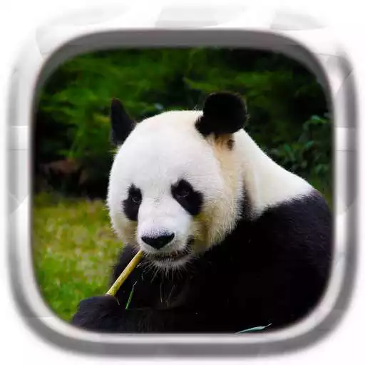 Play Picture Puzzle: Panda APK Play Picture Puzzle: Panda APK