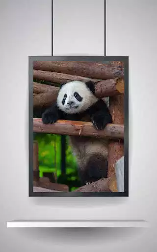 Play Picture Puzzle: Panda  and enjoy Picture Puzzle: Panda with UptoPlay