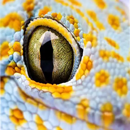 Play Picture Quiz game Zoom Out In APK Play Picture Quiz game Zoom Out In APK