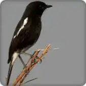 Free play online Pied Bushchat Bird Call Sounds Ringtone APK