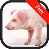 Free play online Pig (Animal) Sounds APK