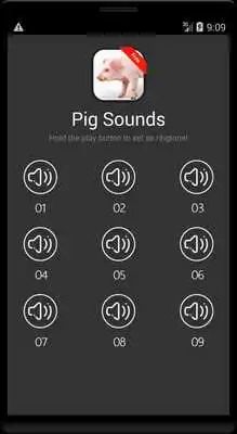 Play Pig (Animal) Sounds Play Pig (Animal) Sounds