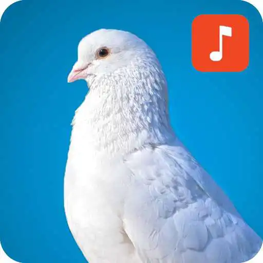 Play Pigeon Bird Sounds APK