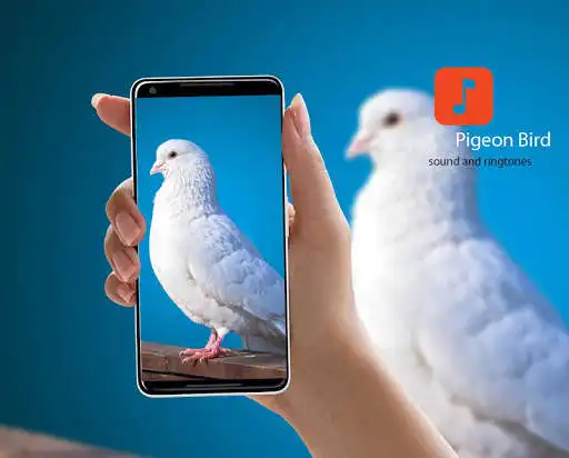 Play Pigeon Bird Sounds  and enjoy Pigeon Bird Sounds with UptoPlay