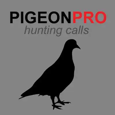 Play Pigeon Calls for Hunting AU
