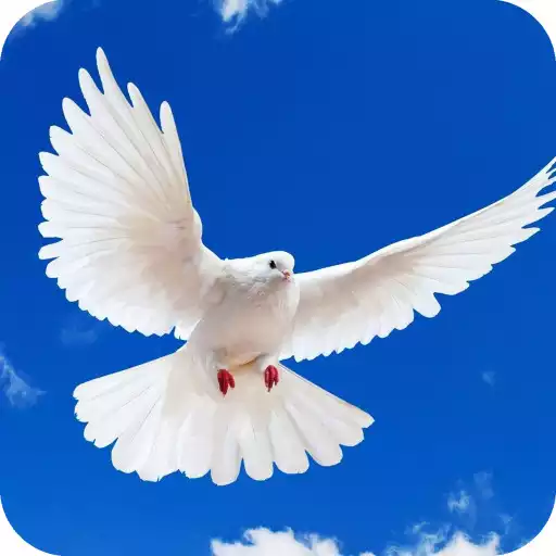 Play Pigeon HD Wallpaper APK