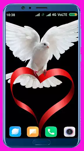 Play Pigeon HD Wallpaper  and enjoy Pigeon HD Wallpaper with UptoPlay