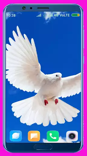 Play Pigeon HD Wallpaper as an online game Pigeon HD Wallpaper with UptoPlay