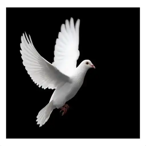 Play Pigeon Live Wallpaper APK Play Pigeon Live Wallpaper APK