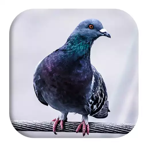 Play Pigeon Sounds APK Play Pigeon Sounds APK