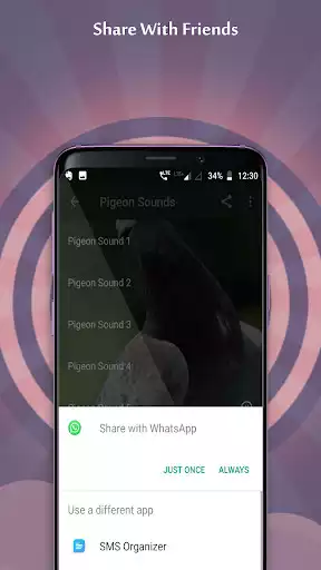 Play Pigeon Sounds  and enjoy Pigeon Sounds with UptoPlay