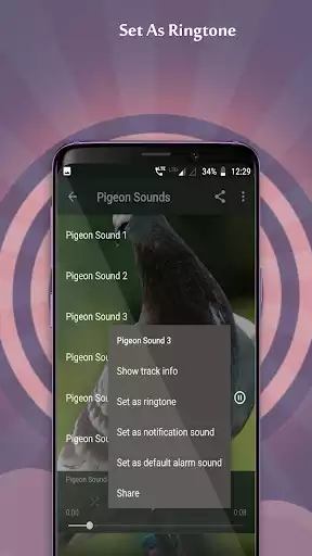 Play Pigeon Sounds as an online game Pigeon Sounds with UptoPlay